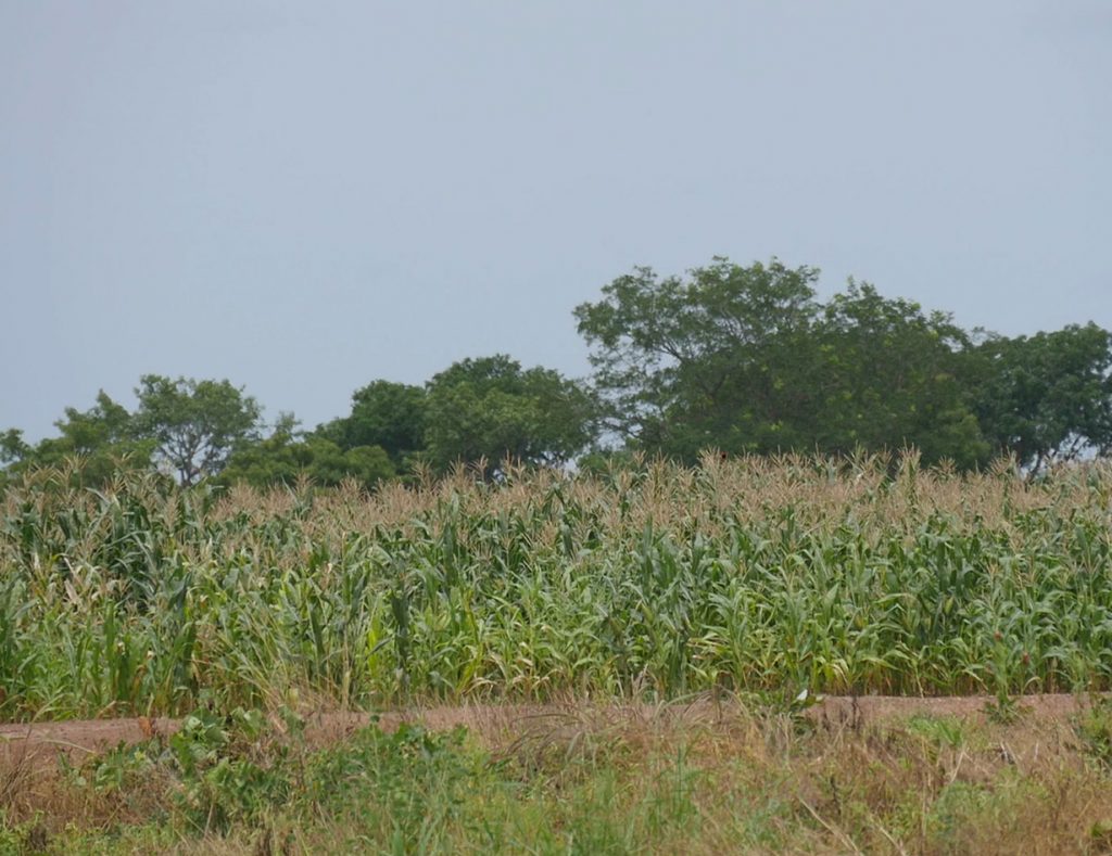 Maize Farm Agricultural Manufacturing Group Limited