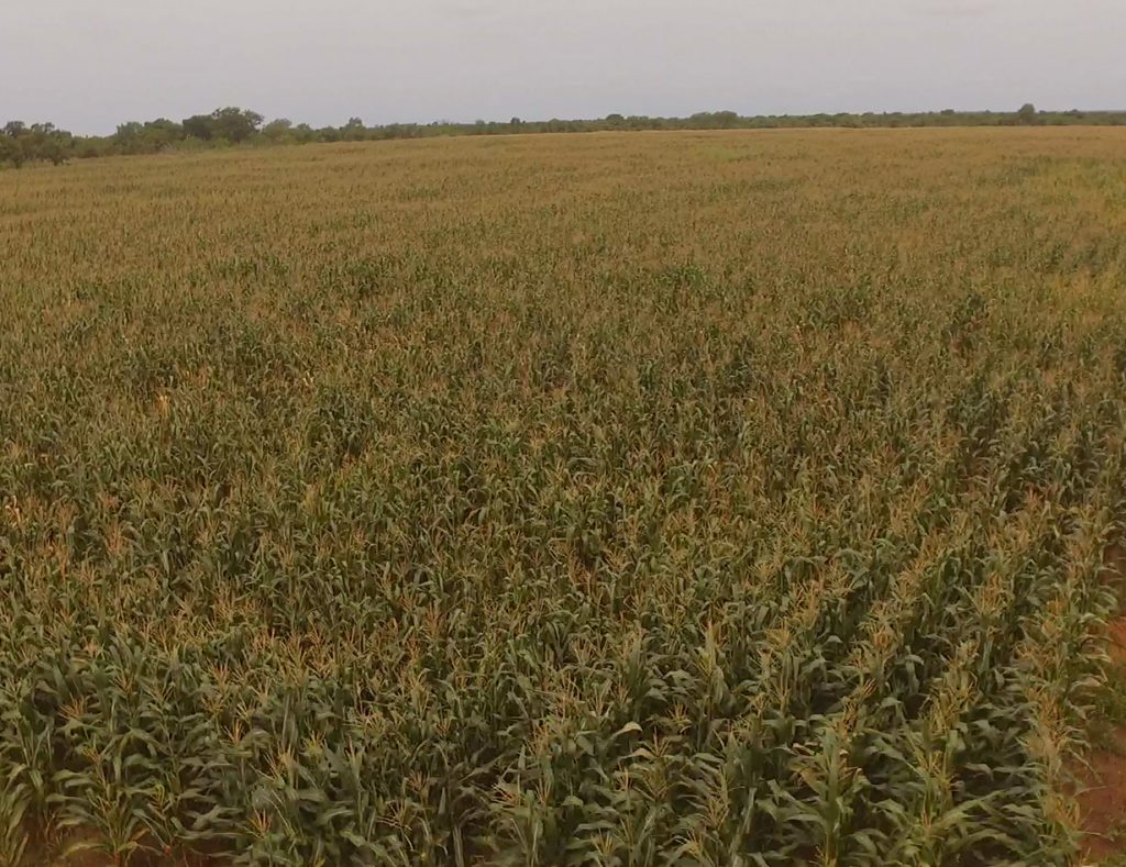 Maize Farm Agricultural Manufacturing Group Limited